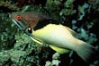 Coral Hog Fish
